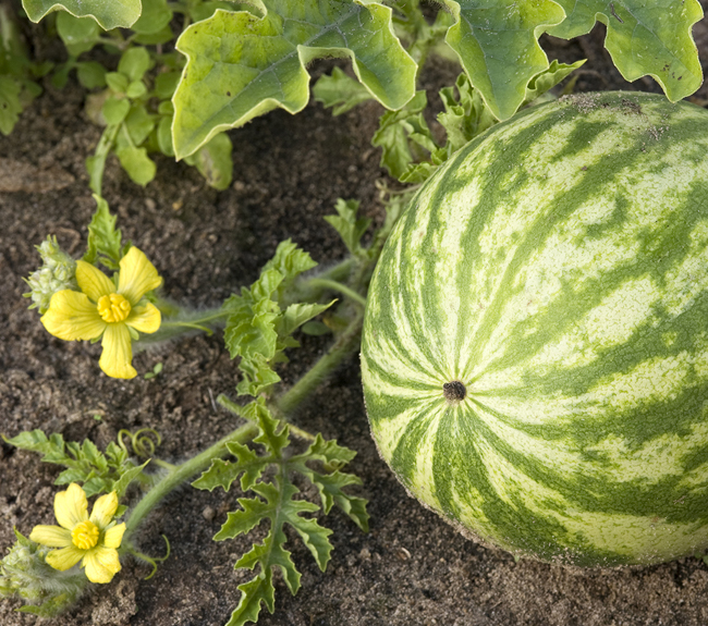 Watermelon fertilizer sales